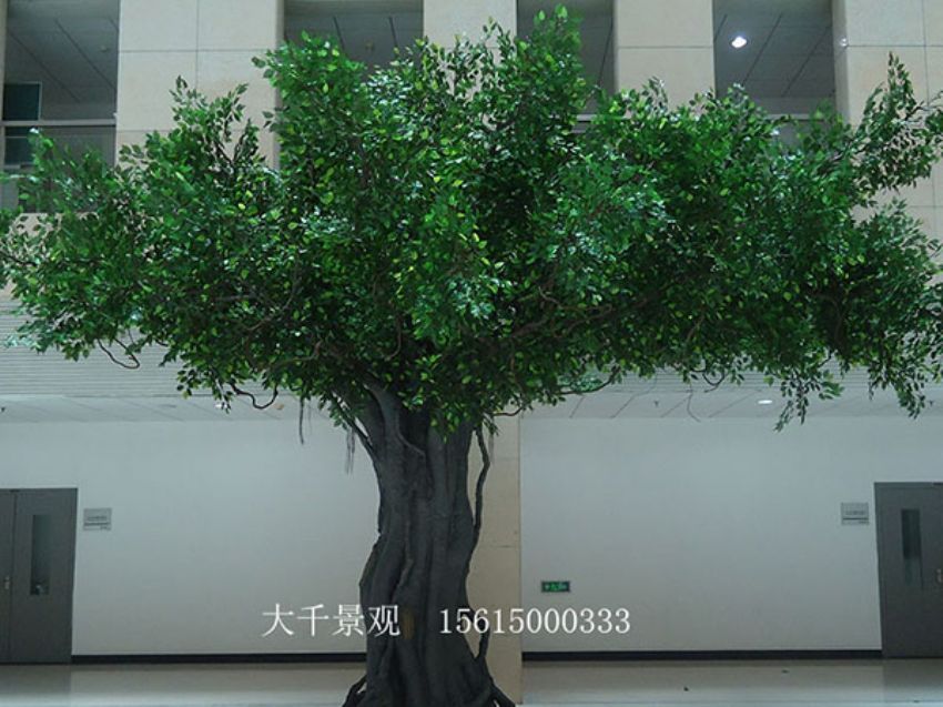 點擊查看詳細信息<br>標題：室內榕樹 閱讀次數：1428